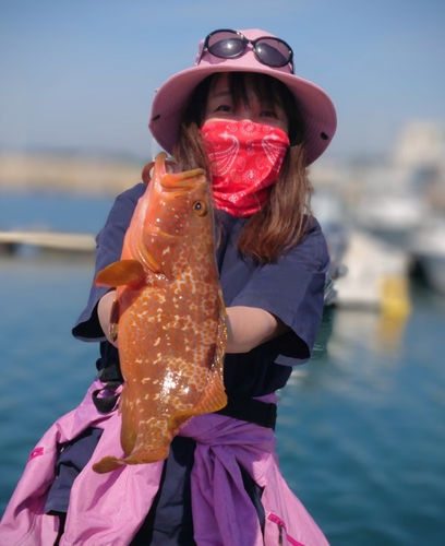 アコウの釣果