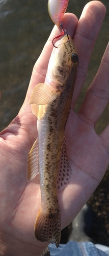 ハゼの釣果