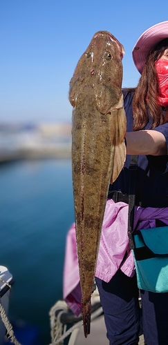 マゴチの釣果