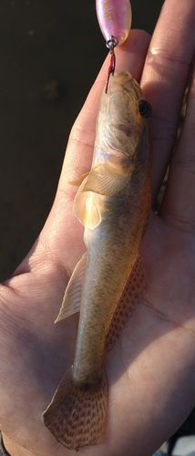 ハゼの釣果