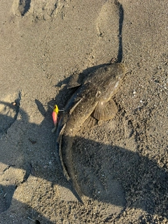 マゴチの釣果