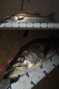 シーバスの釣果