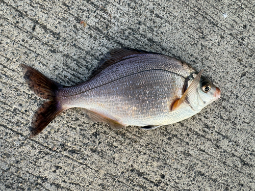 ウミタナゴの釣果