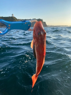 ホウボウの釣果