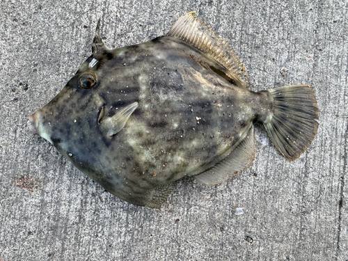 カワハギの釣果