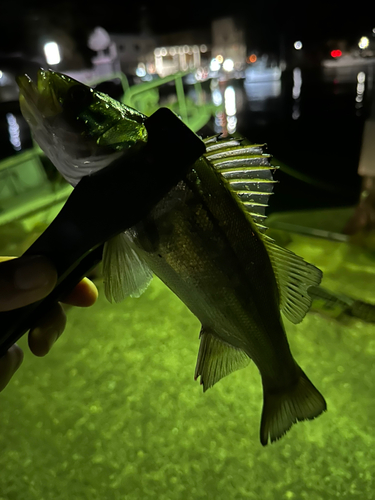 フッコ（マルスズキ）の釣果