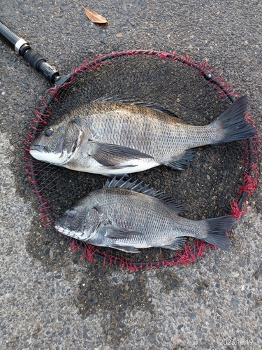 クロダイの釣果