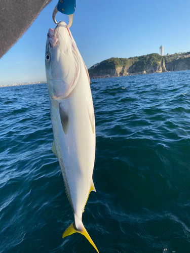 ワラサの釣果