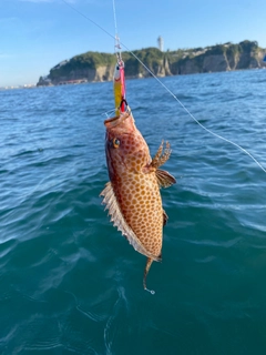 オオモンハタの釣果