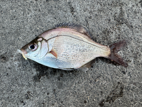 ウミタナゴの釣果