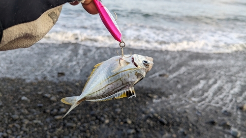 ヒイラギの釣果