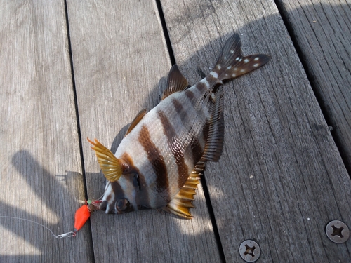 タカノハダイの釣果