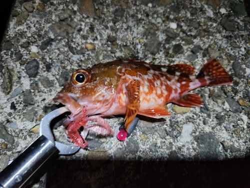 カサゴの釣果