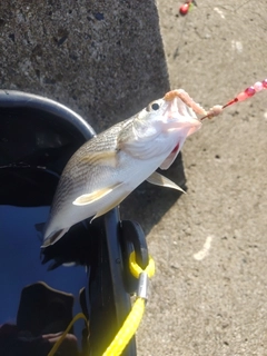 イシモチの釣果