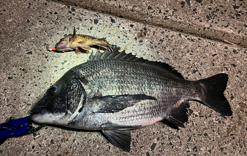 クロダイの釣果