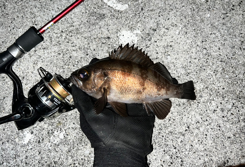 メバルの釣果