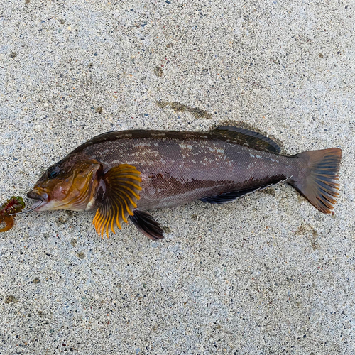 アイナメの釣果