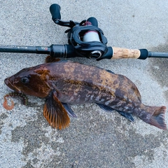 アイナメの釣果