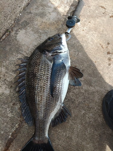 チヌの釣果