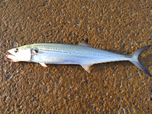 サゴシの釣果