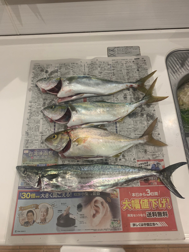 ネリゴの釣果