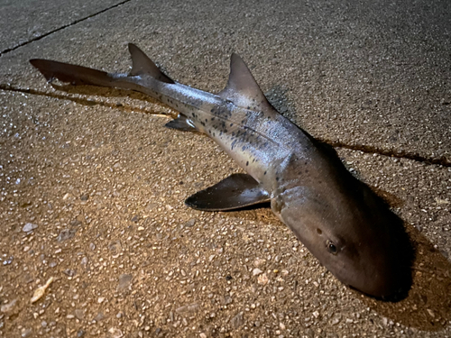 ドチザメの釣果