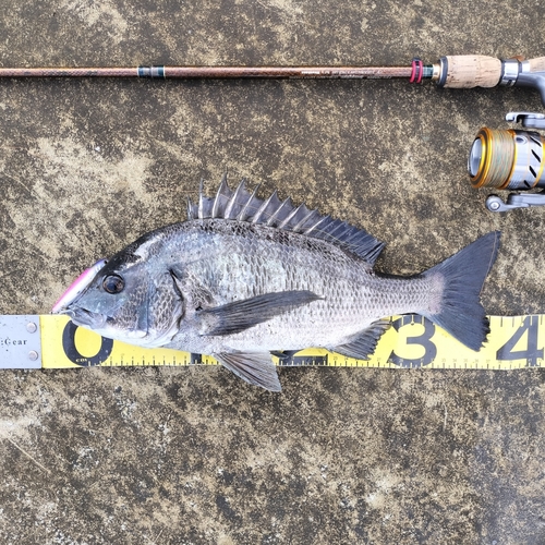 クロダイの釣果