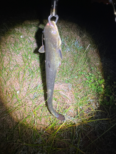 マナマズの釣果