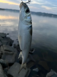 ボラの釣果