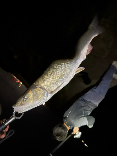 ウグイの釣果