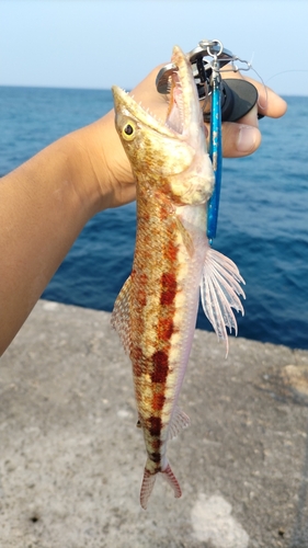 ミナミアカエソの釣果