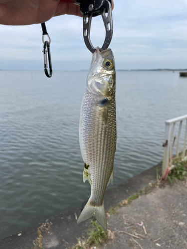 ボラの釣果