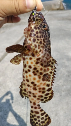 ヒトミハタの釣果