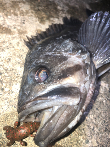 クロソイの釣果