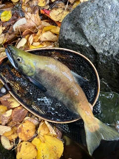 ヒメマスの釣果