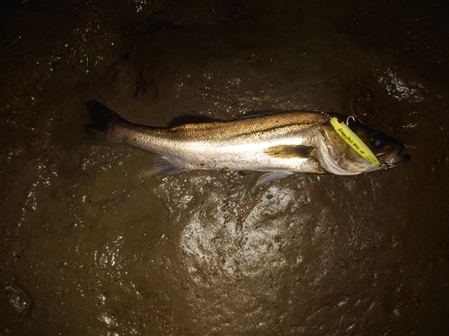 スズキの釣果