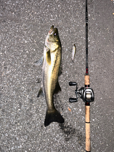 シーバスの釣果