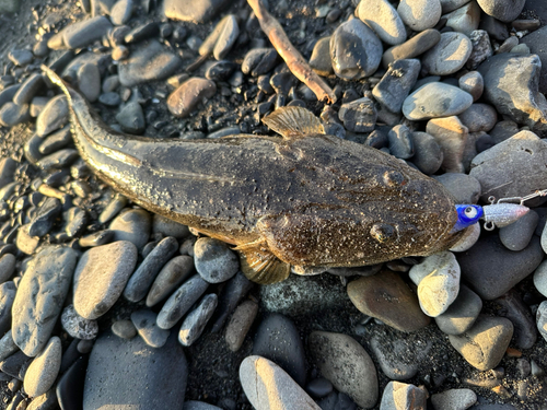 マゴチの釣果