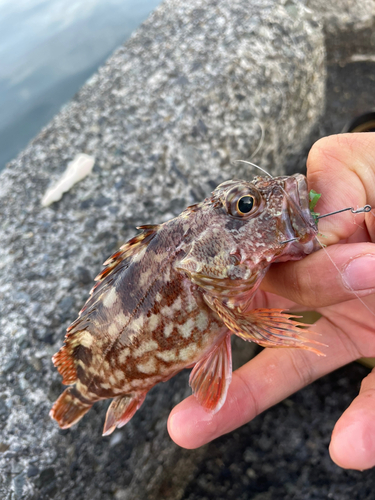 カサゴの釣果