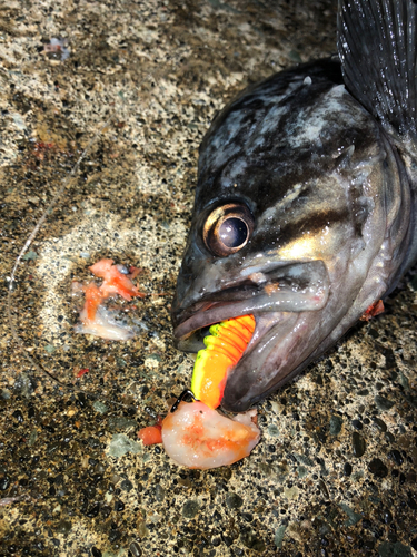 クロソイの釣果