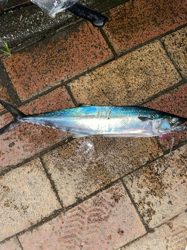 サゴシの釣果