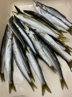 カマスの釣果