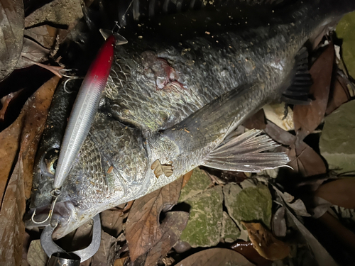 クロダイの釣果