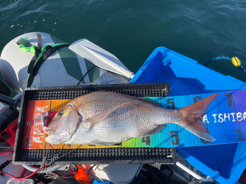 マダイの釣果