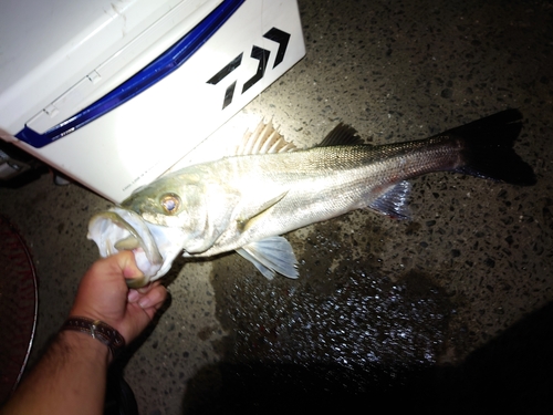 マルスズキの釣果