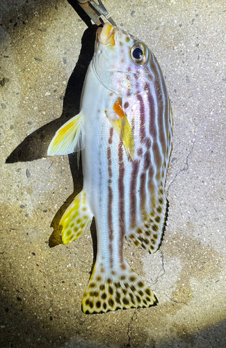 アヤコショウダイの釣果