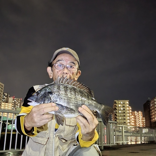 チヌの釣果