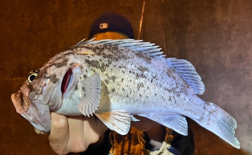 クロソイの釣果