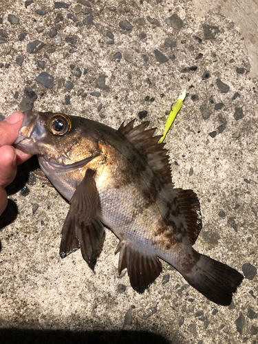 メバルの釣果