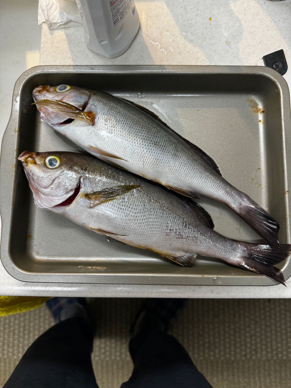 海無し県のTAKAさんの釣果 1枚目の画像